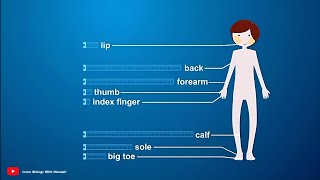 Sensory Nerve