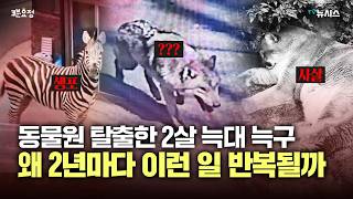 늑대 늑구 탈출은 왜 반복되나...숨겨진 동물원 이야기