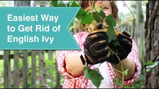 Easiest Way to Get Rid of English Ivy Forever