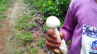 Jungle.. Search mushroom 🍄...