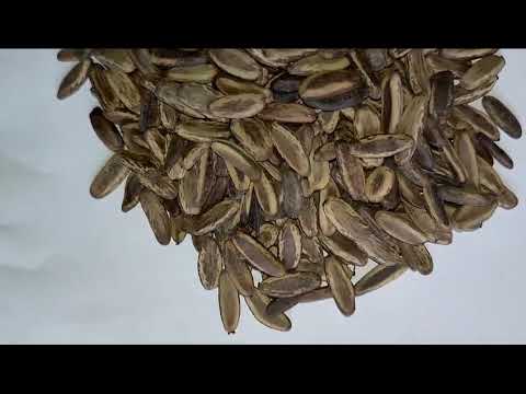 Gulmohar Ornamental Seed ( Delonix Regia )