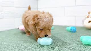 ハーフ犬の動画01