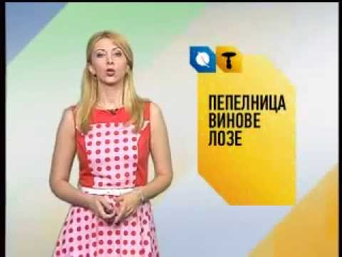 Zelena prognoza 19.6.2013.