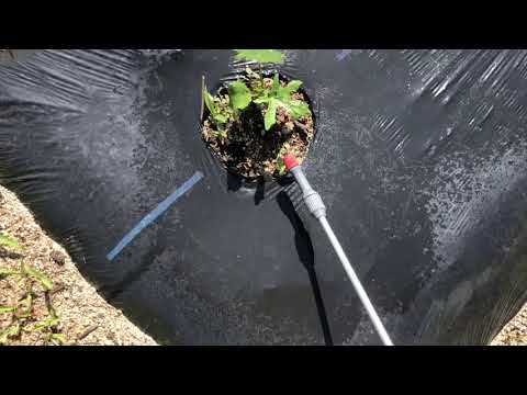 ズッキーニに牛乳は良いのでしょうか？うどんこ病も治りますか？  庭園