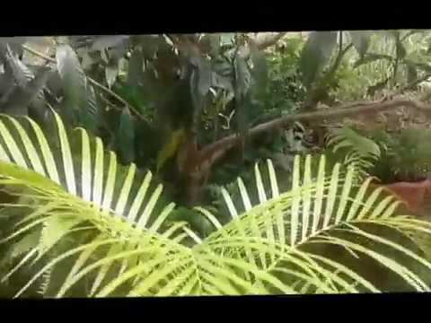 ""CALANGO  MINEIRO ""'CULTURA MUSICAL BRASILEIRA !!!