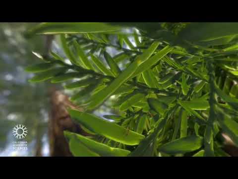 Travel Deep Inside the Leaf