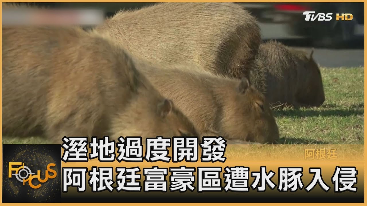 溼地過度開發 阿根廷富豪區遭水豚入侵