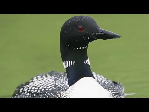 1 Hour Relaxing Loon Call At Night, Common Loon Call