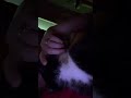 Cosmos Motor Running Purring Kitten Tuxedo Tuxie 1 Yr Old Rare Moment Cat Loves His Mama