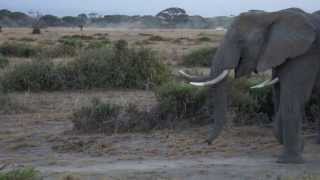 preview picture of video 'Olifanten trek Amboseli National Park Kenia'