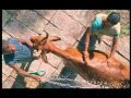 02 Arokya Milk Cattle Care VOB