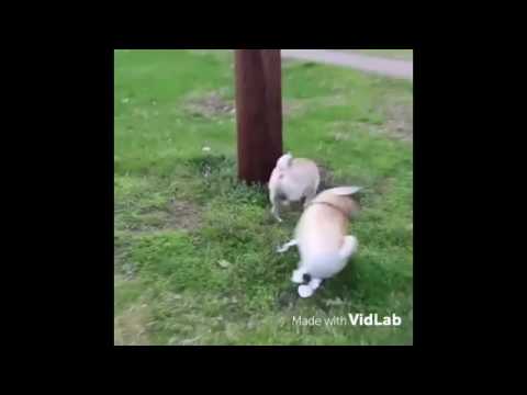 MY BFF DOUG THE PUG!!!