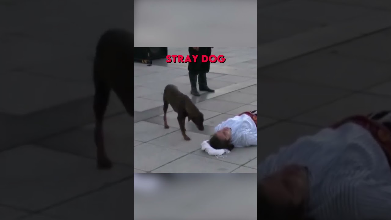 Stray Dog comforts Actor 🥺❤️