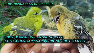 Download lagu Suara pikat sirtu anti zonk. Sirtu takut/kejepit. mp3