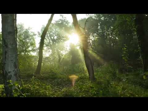 #nature #beautiful #flowers