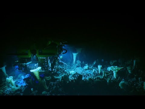Deep Sea Spongetopia on Explorer Seamount | Nautilus Live