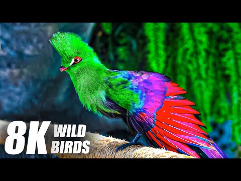 Wild Birds Collection in 8K TV HDR 60FPS ULTRA HD