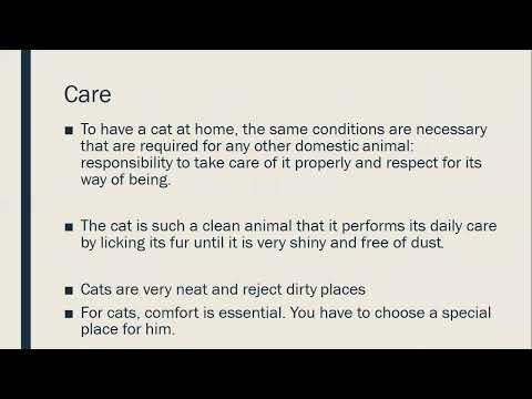 Care to have a cat at home