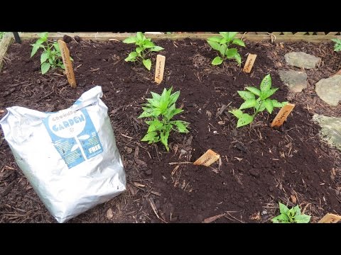 How to Use Organic Coffee Grounds in Your Garden & Get it for Free: Perfect for Tomatoes & Peppers!