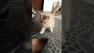Download lagu kucing lucu main sampe basah #cat #nizamkucinglucu #kucinganggoralucudanimut #kucingbelangtiga #cute mp3 Download lagu kucing lucu main sampe basah #cat #nizamkucinglucu #kucinganggoralucudanimut #kucingbelangtiga #cute mp3