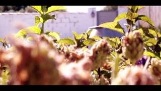 Noiseland - ¿Qué nos va a pasar? ( Versión del tema de La Buena Vida )