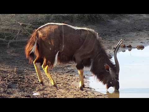 Djuma: Nyalas, Impalas and Warthogs - 16:17 - 10/06/19