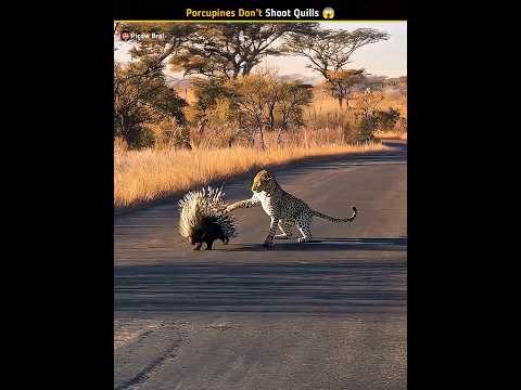 Can Porcupines Really Shoot Their Quills? 😱 The Truth Will Shock You!