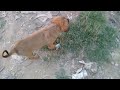 Cute Tiny Stray Pup Exploring Surroundings And Playing Barking Little Pup Pees Mountain Village Usa