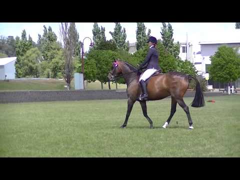 Manorvale Secret Agent HOTY 2 - FOR SALE