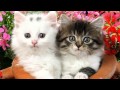 Новая русская музыка 2014. Красивая медленная песня.... 