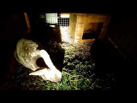 The Rabbit Trails of Absurdity: A Whimsical Journey through Random Realms