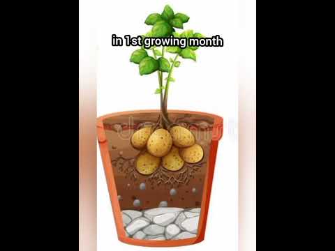 Best fertilizer for potato 🥔😎 #shorts #gardening #potato