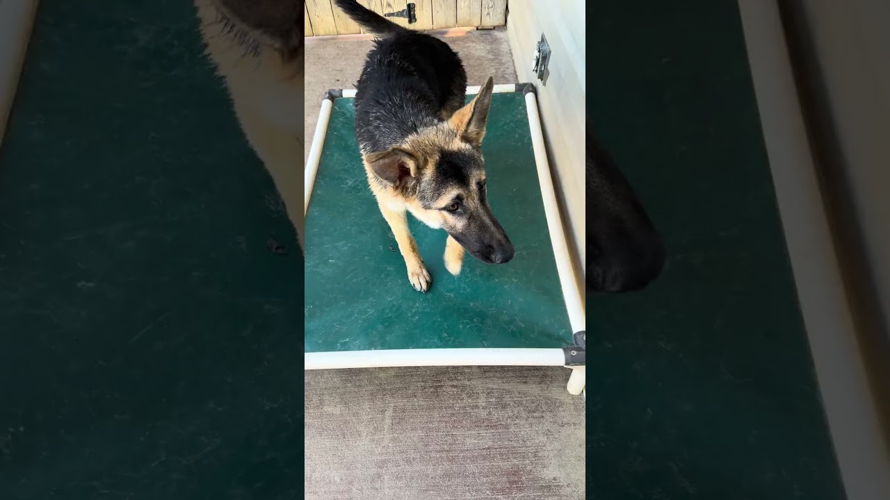 Ranger (7mo PUPPY), an adopted German Shepherd Dog in Greeneville, TN video 6/6
