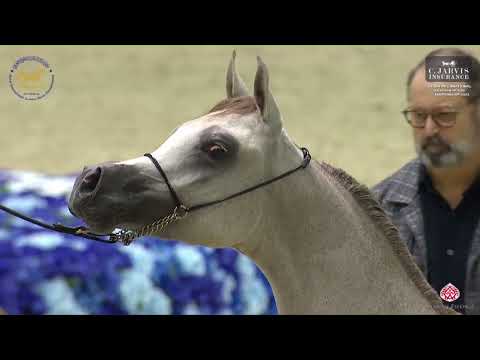 N.95 D FAHER - Dubai International Arabian Horse Championship 2023 - Yearling Colts (Class 9A)