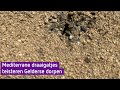 Kleine mier zorgt voor grote overlast