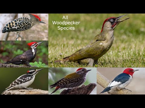 image-How many species of woodpeckers are there?