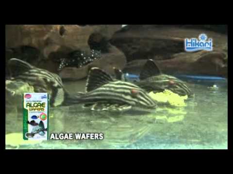 Корм для сомиков Hikari Tropical Algae Wafers Video #1