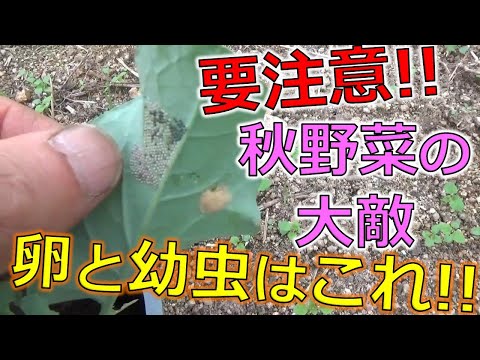 モグラに対する植物: 緑地からモグラを遠ざけるためのトップ 3!  庭園