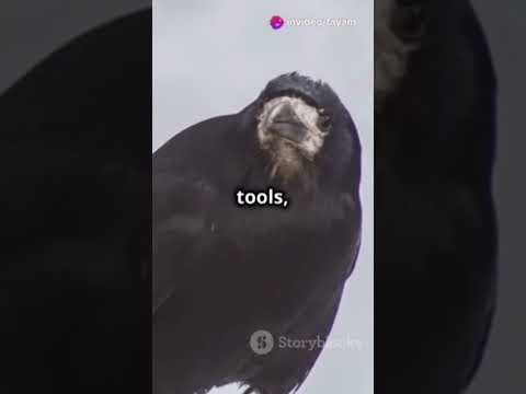 The Crow: Nature's Smartest Trickster!