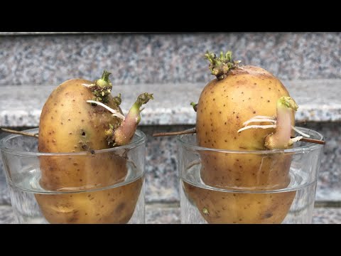 , title : 'Mẹo trồng khoai tây tại nhà nhanh mọc mầm - planting potatoes'