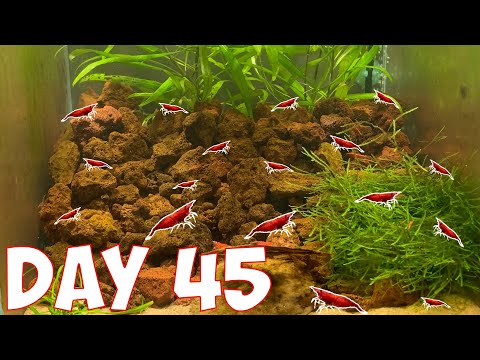 BREEDING Red Cherry Shrimp! How Many in 45 Days? 🦐