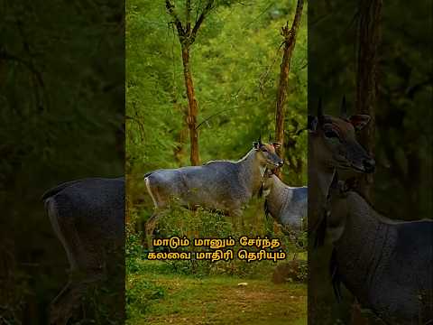 மாடா? குதிரையா? ஆசியாவின் மிகப்பெரிய மான் இதுதான்! | Nilgai (Blue Bull) Facts in Tamil