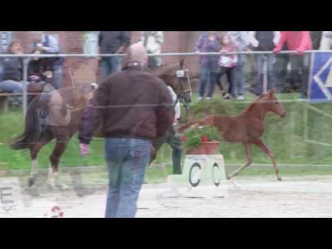 27 Dunja SF Don Romanov Bellisimo M HD