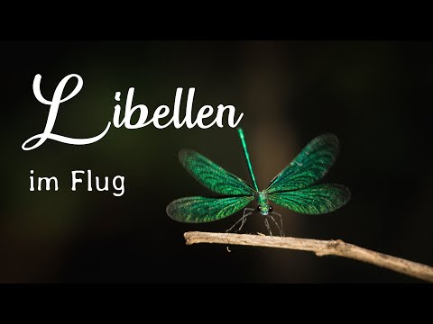 Die schnellsten Insekten der Welt im Flug fotografieren