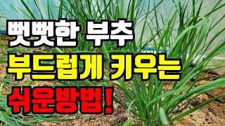 뻣뻣한부추 부드럽게  키우는 아주 간단한 방법.