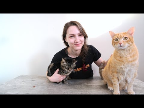 Top 10 Things I Wish I'd Known Before Getting a Cat