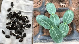 How to grow loofah from seed, easy for beginners | grow loofah at home | loofah