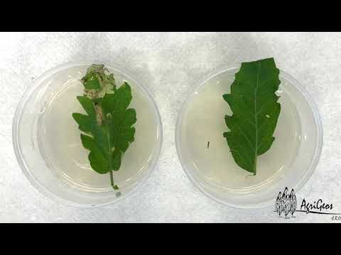 Leaflets Biossay on Tuta Absoluta