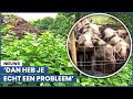 Probleemplant slaat toe: 'Moesten echt iets doen!'