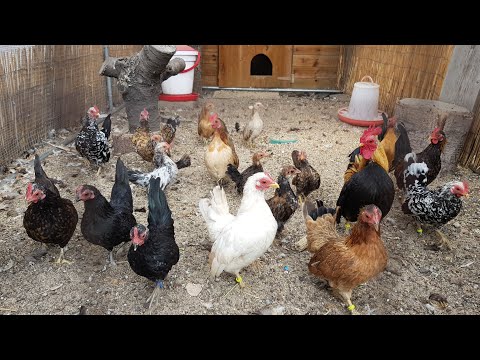 Hühner impfen  Ja oder Nein 🤔 Anwendung von Impfstoff Newcastle